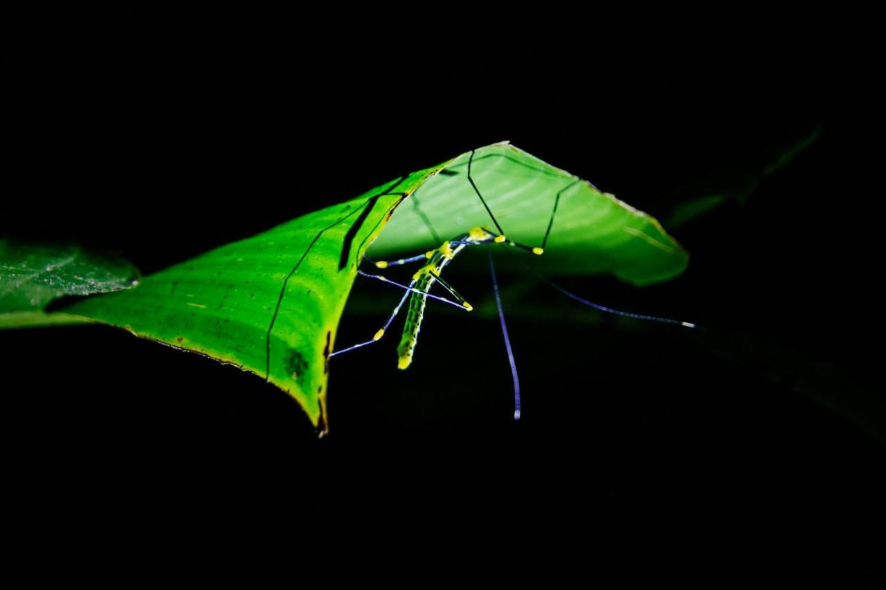 Kuyana Amazon Lodge Archidona Eksteriør billede
