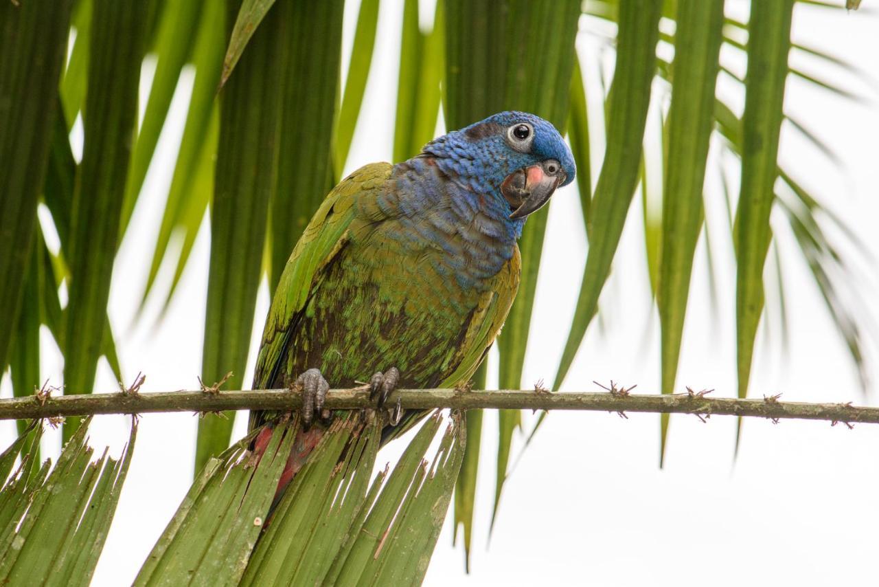 Kuyana Amazon Lodge Archidona Eksteriør billede