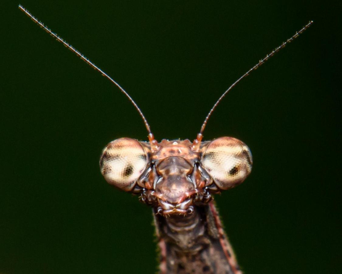 Kuyana Amazon Lodge Archidona Eksteriør billede