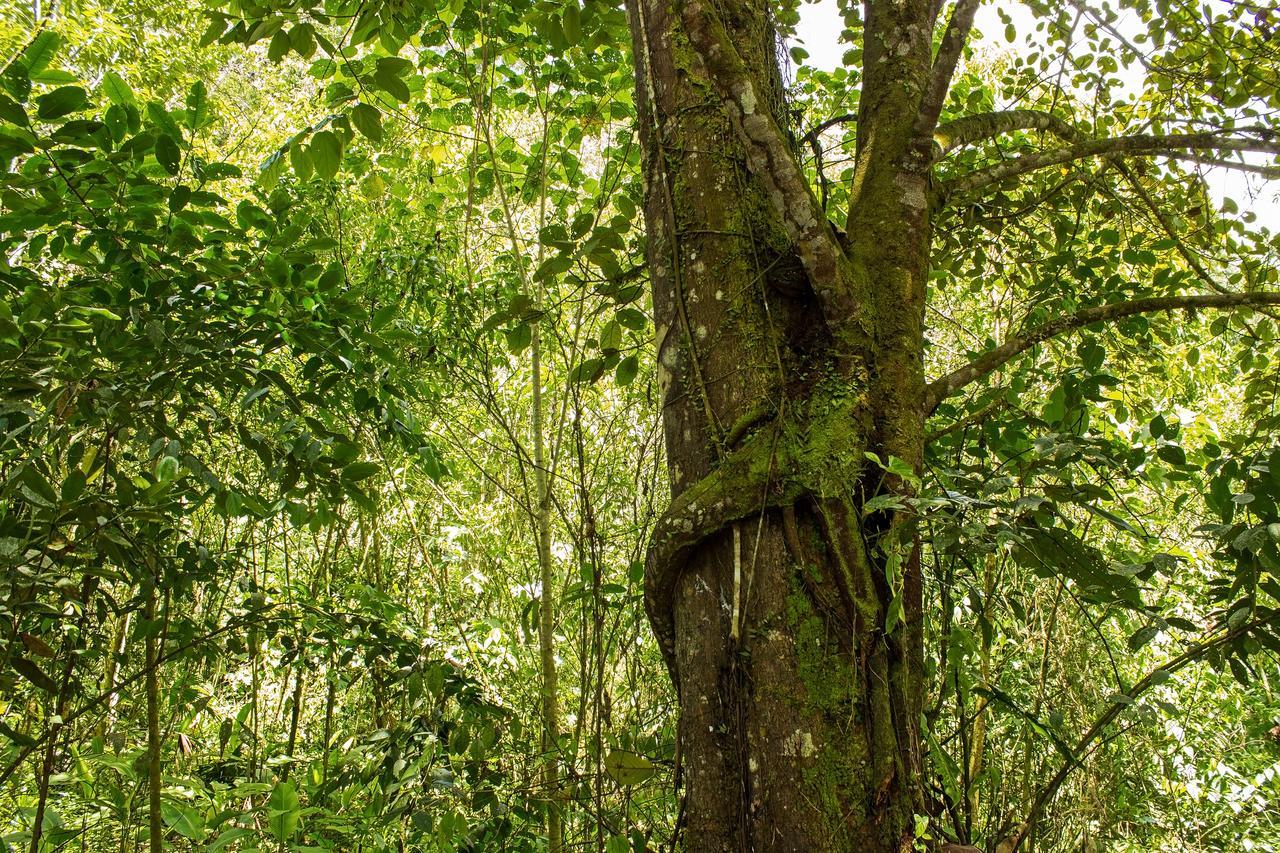 Kuyana Amazon Lodge Archidona Værelse billede